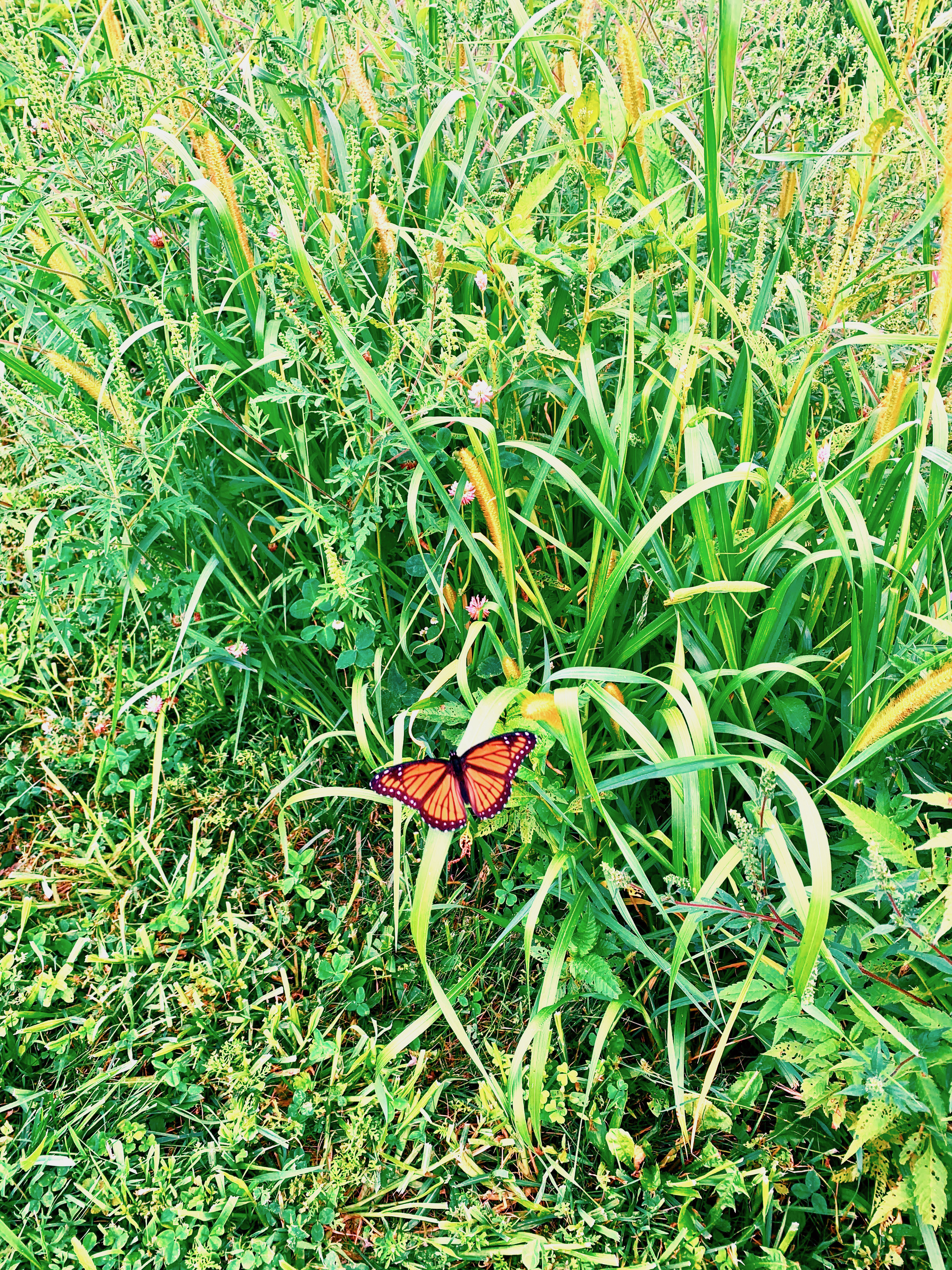 picture of grass and a butterfly